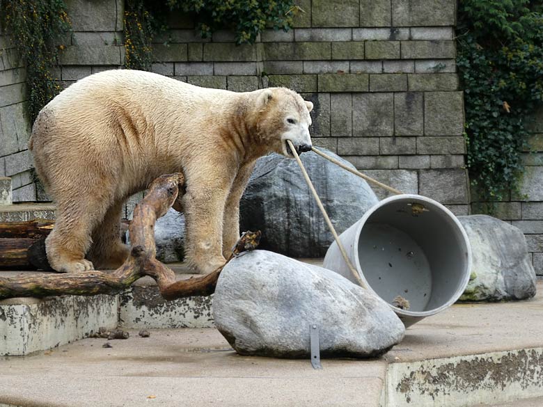 Eisbär LUKA am 25. November 2017 auf der großen Außenanlage im Grünen Zoo Wuppertal