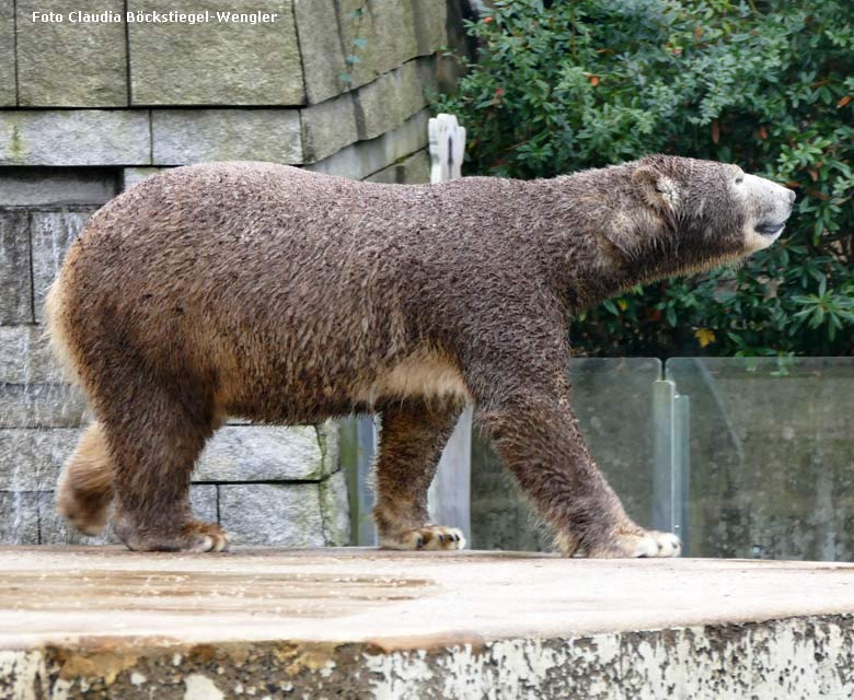 Braungefärbte Eisbärin ANORI am 2. Dezember 2017 auf der großen Außenanlage im Wuppertaler Zoo (Foto Claudia Böckstiegel-Wengler)