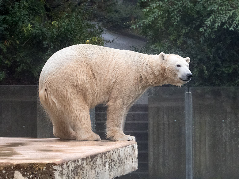 Eisbärin ANORI am 17. Dezember 2017 auf der Außenanlage im Grünen Zoo Wuppertal