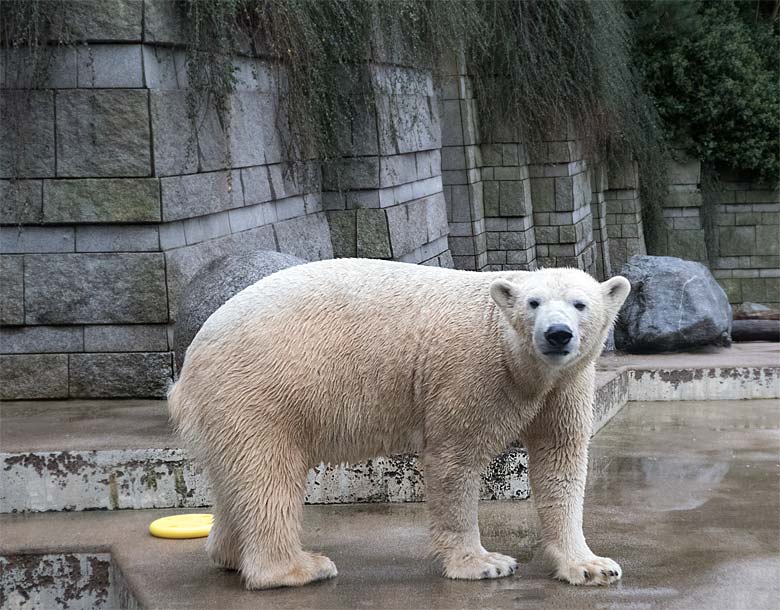 Eisbärin ANORI am 24. Dezember 2017 im Grünen Zoo Wuppertal
