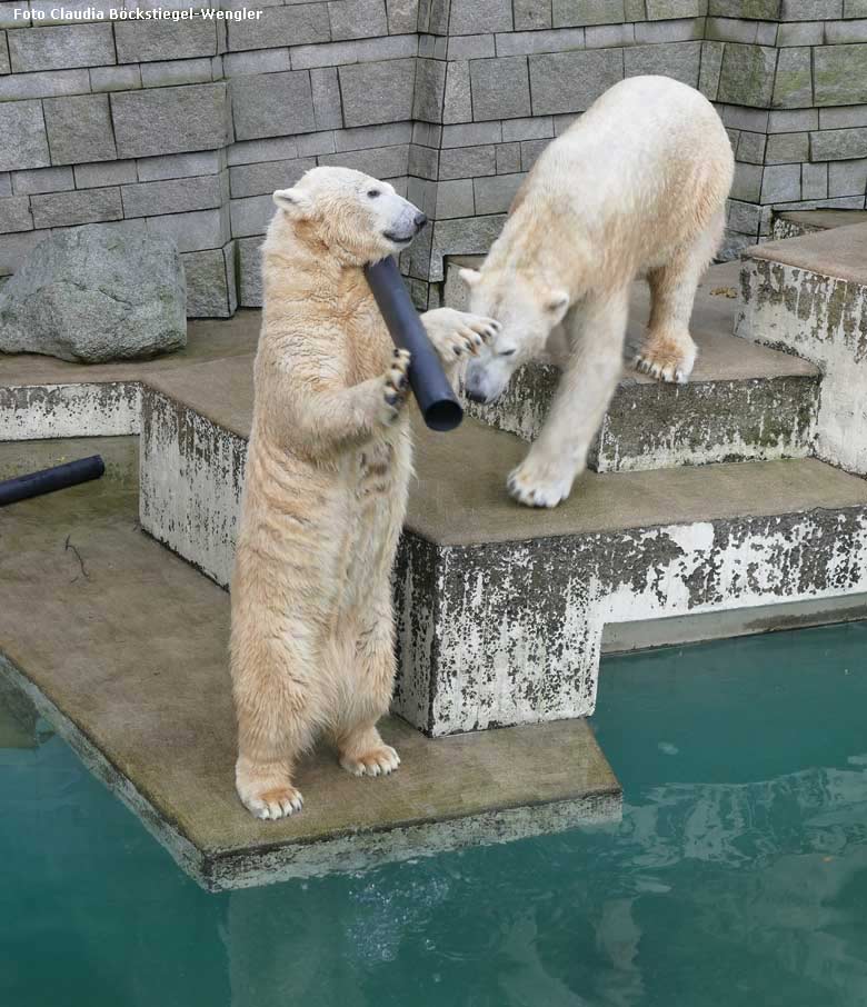 Eisbärin ANORI und Eisbär LUKA am 28. Dezember 2017 im Grünen Zoo Wuppertal (Foto Claudia Böckstiegel-Wengler)