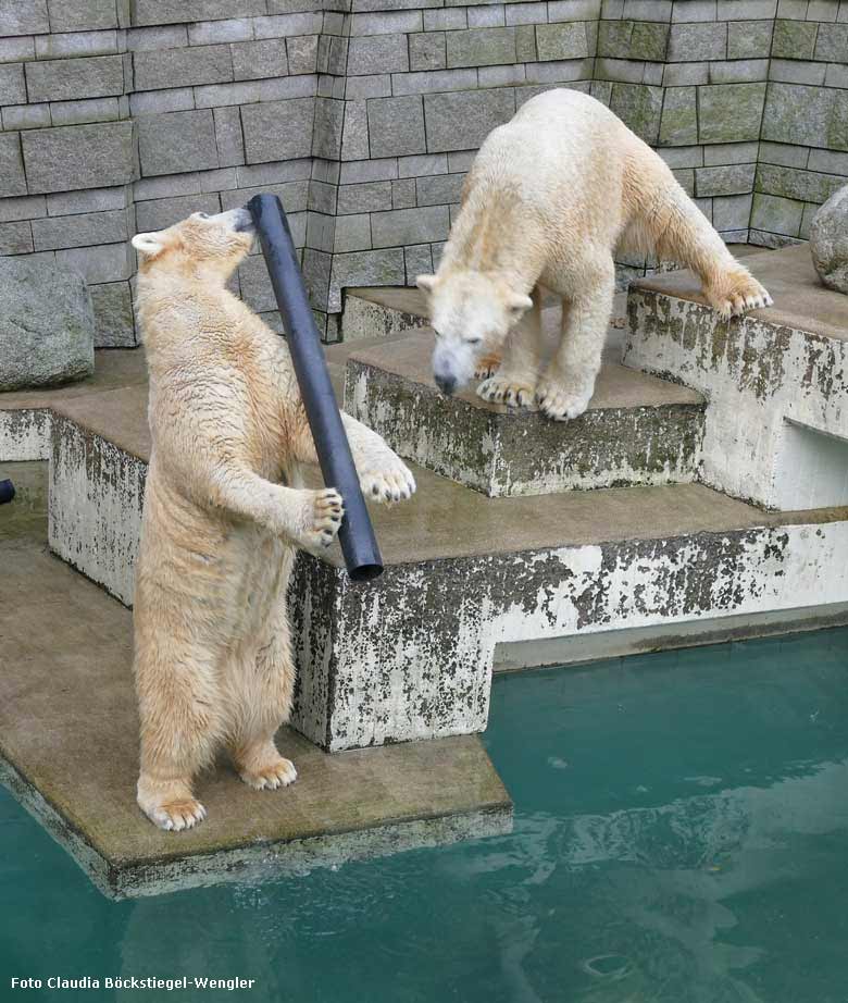 Eisbärin ANORI und Eisbär LUKA am 28. Dezember 2017 im Zoologischen Garten der Stadt Wuppertal (Foto Claudia Böckstiegel-Wengler)