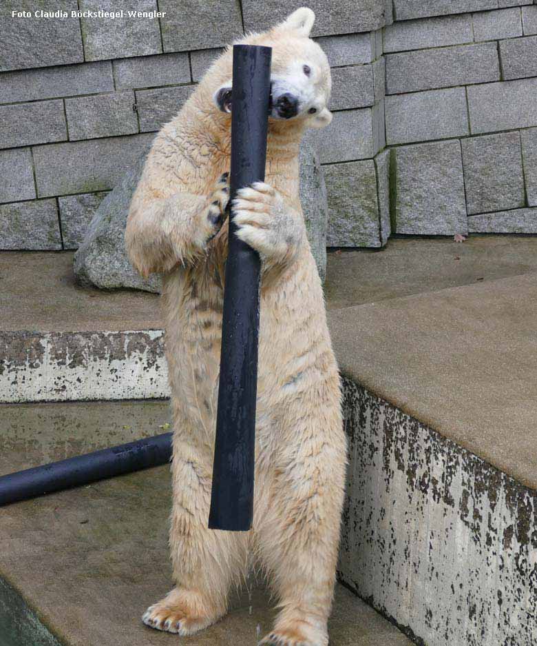 Eisbärin ANORI am 28. Dezember 2017 im Wuppertaler Zoo (Foto Claudia Böckstiegel-Wengler)