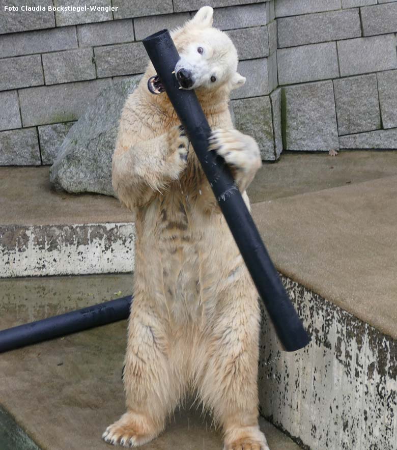 Eisbärin ANORI am 28. Dezember 2017 im Zoo Wuppertal (Foto Claudia Böckstiegel-Wengler)