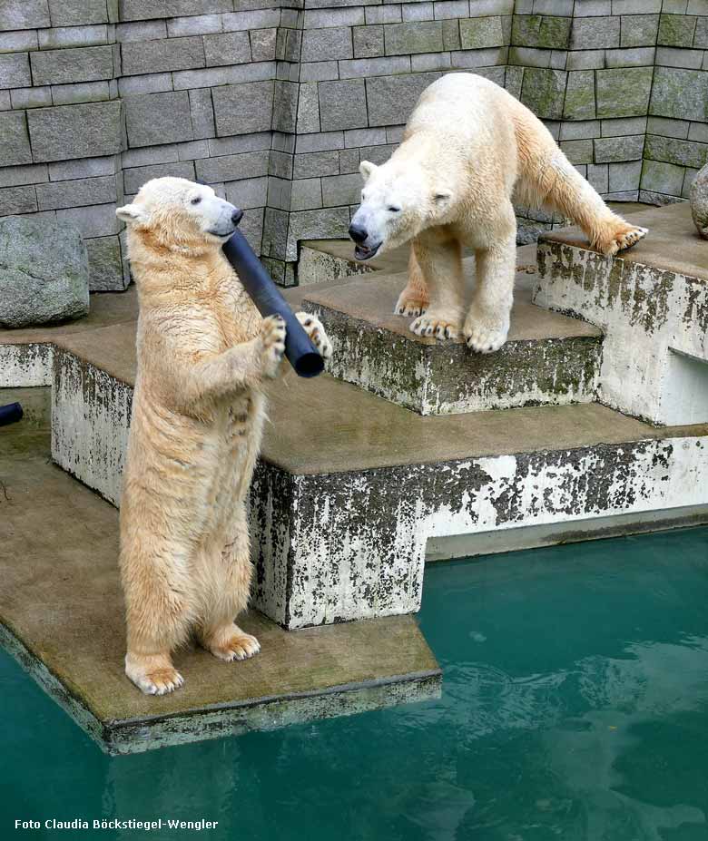 Eisbärin ANORI und Eisbär LUKA am 28. Dezember 2017 im Grünen Zoo Wuppertal (Foto Claudia Böckstiegel-Wengler)