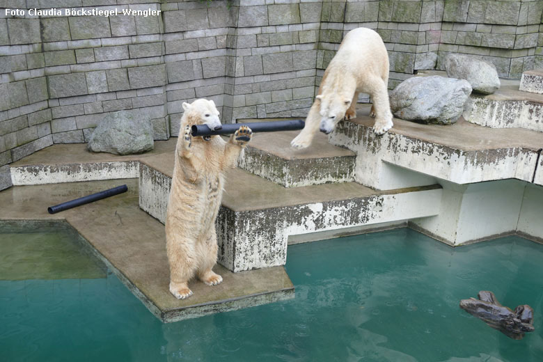 Eisbärin ANORI und Eisbär LUKA am 28. Dezember 2017 im Zoologischen Garten Wuppertal (Foto Claudia Böckstiegel-Wengler)