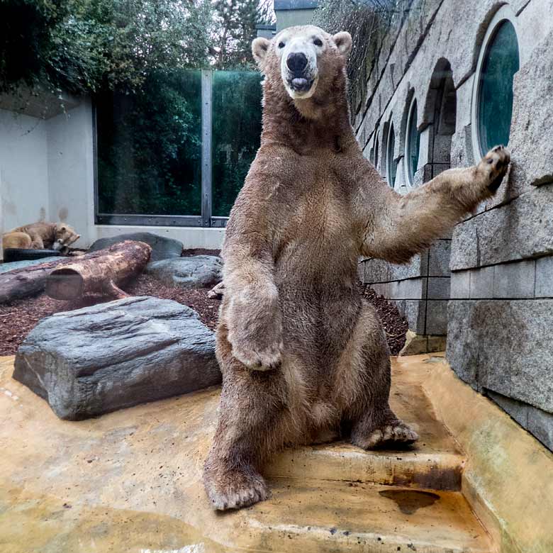 Eisbär LUKA und Eisbärin ANORI am 1. Januar 2018 auf der kleinen Außenanlage im Grünen Zoo Wuppertal