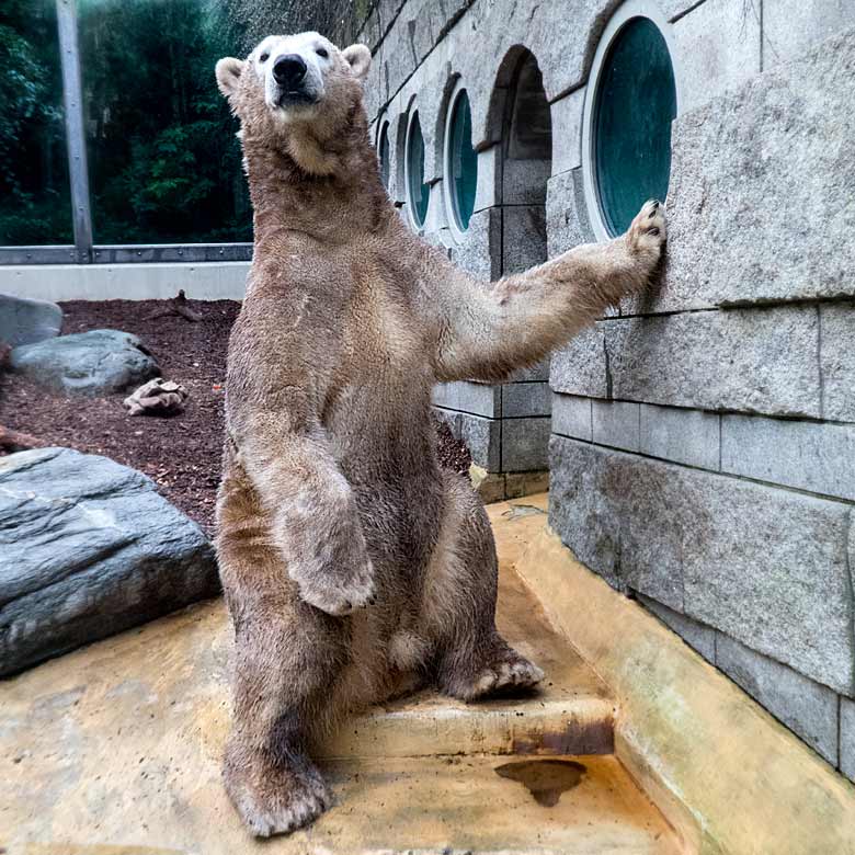 Eisbär LUKA am 1. Januar 2018 auf der kleinen Außenanlage im Wuppertaler Zoo