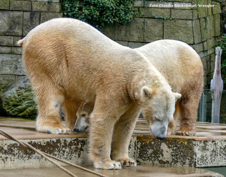 Eisbär LUKA und Eisbärin ANORI am 6. Januar 2018 auf der großen Außenanlage für Eisbären im Grünen Zoo Wuppertal (Foto Claudia Böckstiegel-Wengler)