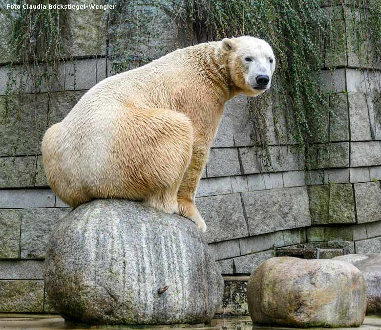 Eisbär am 6. Januar 2018 auf der großen Außenanlage für Eisbären im Wuppertaler Zoo (Foto Claudia Böckstiegel-Wengler)