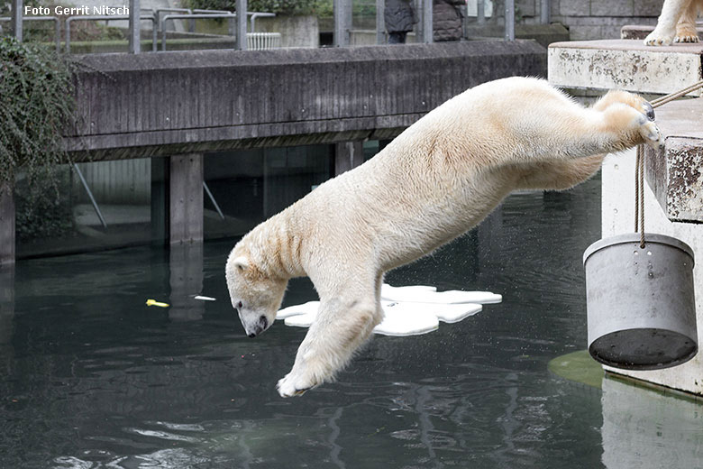 Eisbär LUKA am 9. Januar 2018 im Zoo Wuppertal (Foto Gerrit Nitsch)