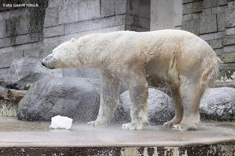 Eisbär LUKA am 9. Januar 2018 im Wuppertaler Zoo (Foto Gerrit Nitsch)