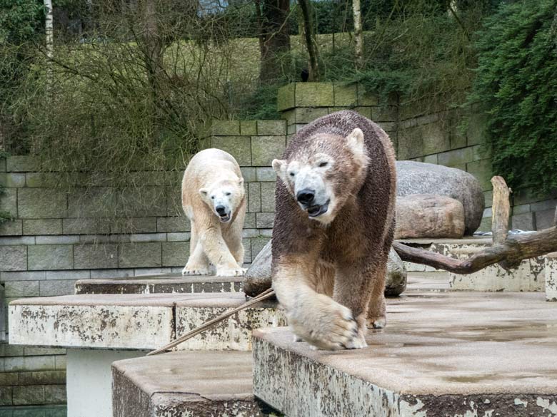 Eisbärin ANORI mit braungefärbtem Fell und Eisbär LUKA am 11. Januar 2018 im Zoo Wuppertal