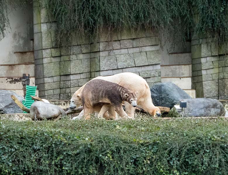 Eisbärin ANORI mit braungefärbtem Fell und Eisbär LUKA am 11. Januar 2018 im Wuppertaler Zoo