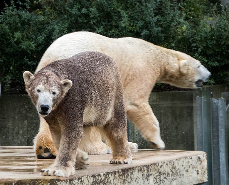 Eisbärin ANORI mit braungefärbtem Fell und Eisbär LUKA am 11. Januar 2018 im Zoologischen Garten der Stadt Wuppertal