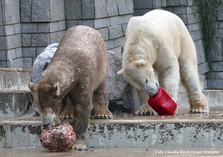 Schmutzbärin ANORI und Eisbär LUKA  am 8. Februar 2018 auf der Außenanlage im Wuppertaler Zoo (Foto Claudia Böckstiegel-Wengler)