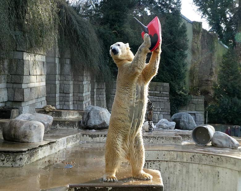 Eisbärin ANORI am 18. Februar 2018 mit einem roten Mini Bob Schlitten auf der Außenanlage im Grünen Zoo Wuppertal