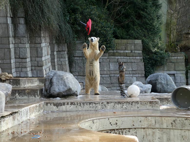 Eisbärin ANORI am 18. Februar 2018 mit einem roten Mini Bob Schlitten auf der Außenanlage im Zoo Wuppertal