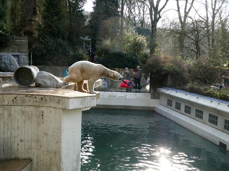 Eisbär LUKA am 18. Februar 2018 mit einem roten Mini Bob Schlitten auf der Außenanlage im Wuppertaler Zoo