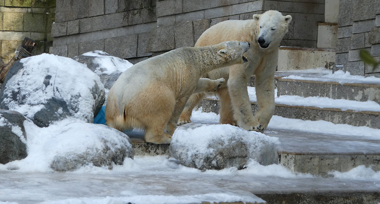 Eisbärin ANORI und Eisbär LUKA am 3. März 2018 auf der Außenanlage im Wuppertaler Zoo
