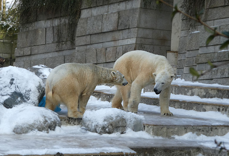 Eisbärin ANORI und Eisbär LUKA am 3. März 2018 auf der Außenanlage im Grünen Zoo Wuppertal