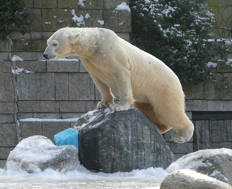 Eisbärin ANORI am 3. März 2018 auf der Außenanlage im Zoologischen Garten der Stadt Wuppertal