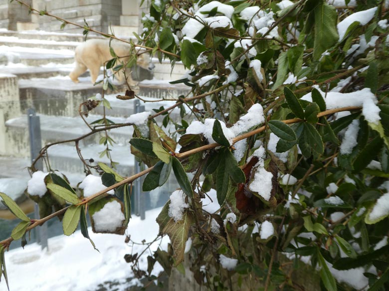 Gefährliche Pflanzen am 3. März 2018 an der Treppe zwischen Eisbäranlage und Königspinguinanlage im Wuppertaler Zoo