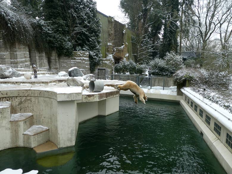 Eisbär LUKA am 3. März 2018 auf der Außenanlage im Zoologischen Garten der Stadt Wuppertal
