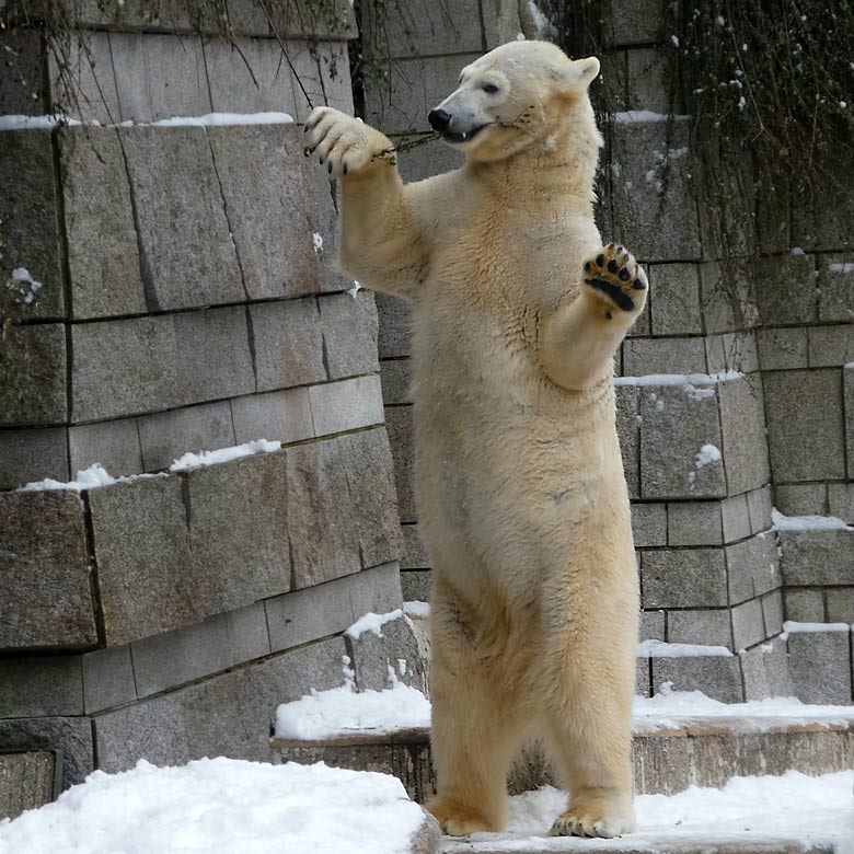 Eisbärin ANORI am 3. März 2018 auf der Außenanlage im Zoo Wuppertal