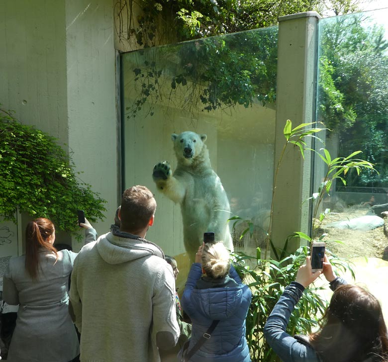 Eisbär LUKA am 1. Mai 2018 auf der kleinen Außenanlage im Grünen Zoo Wuppertal