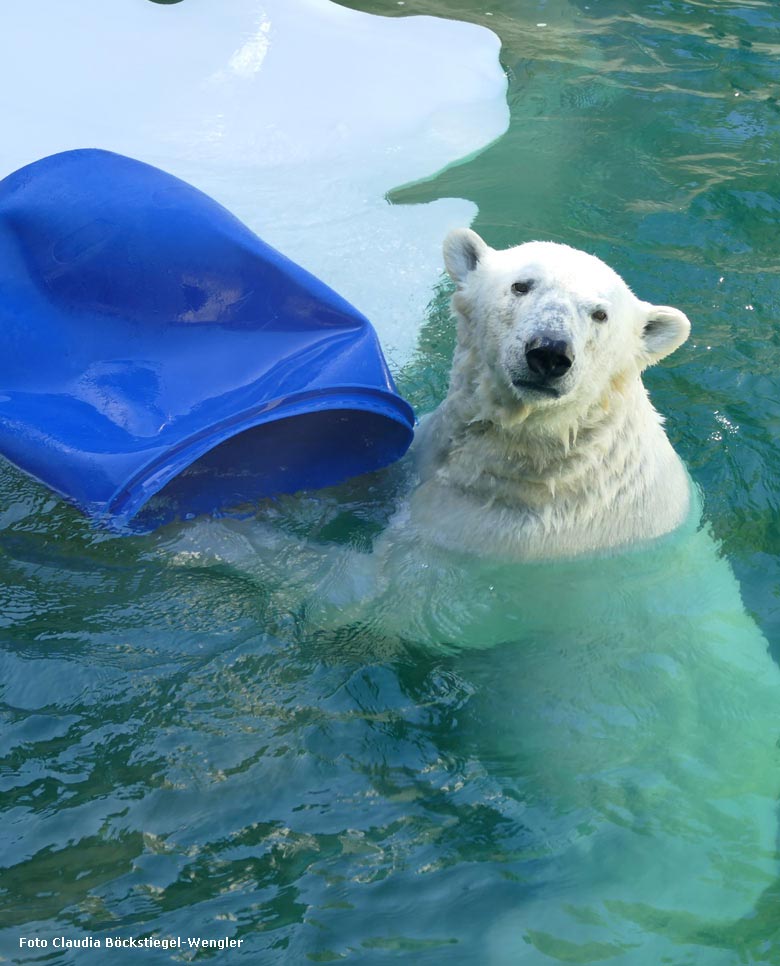 Eisbärin ANORI am 5. Mai 2018 im Zoologischen Garten der Stadt Wuppertal