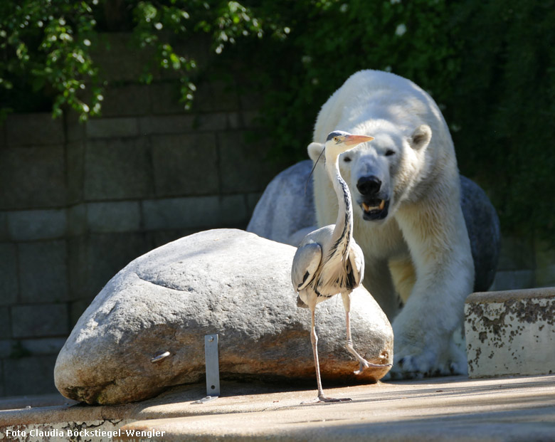 Vor dem nahenden Eisbären LUKA setzte sich der Graureiher am 5. Mai 2018 auf der Eisbären-Anlage im Wuppertaler Zoo in Bewegung (Foto Claudia Böckstiegel-Wengler)