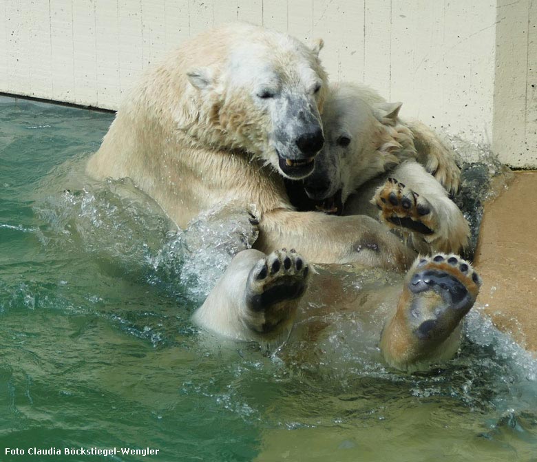 Eisbär LUKA und Eisbärin ANORI am 23. Mai 2018 im Wuppertaler Zoo (Foto Claudia Böckstiegel-Wengler)