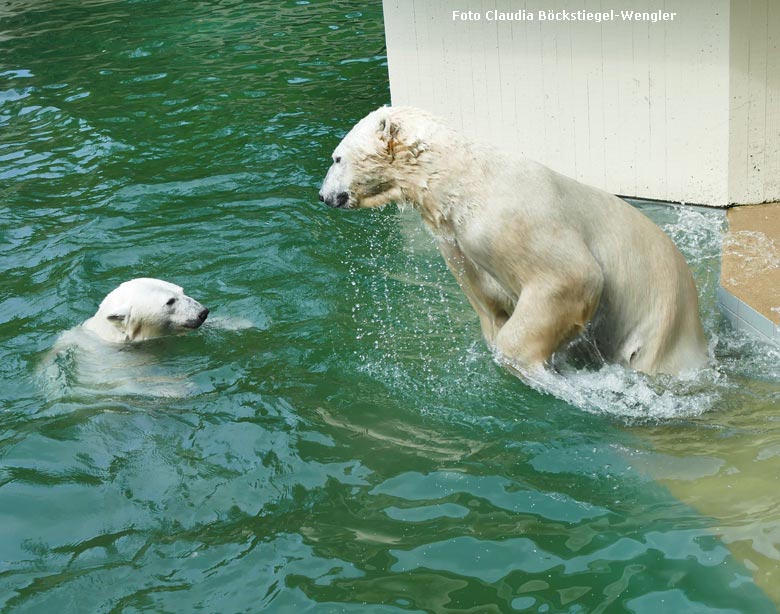 Eisbärin ANORI und Eisbär LUKA am 23. Mai 2018 im Zoologischen Garten Wuppertal (Foto Claudia Böckstiegel-Wengler)