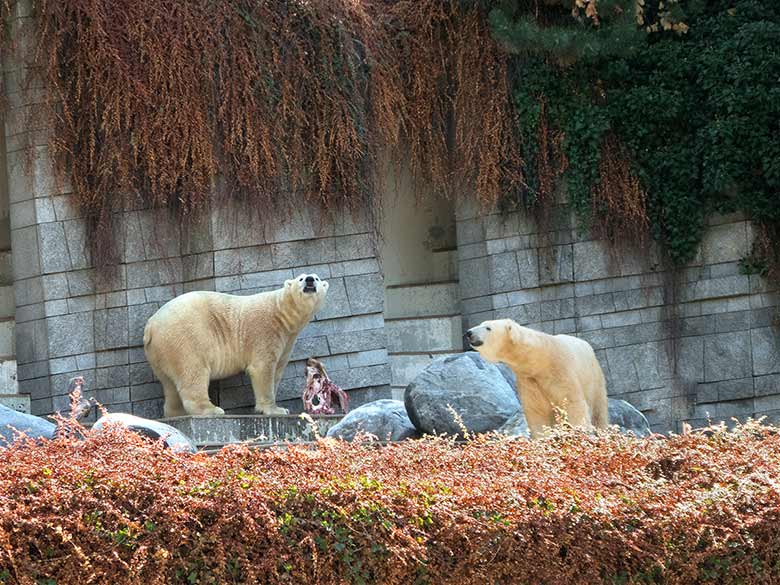 Eisbär LUKA und Eisbärin ANORI am 2. September 2018 auf der Außenanlage im Grünen Zoo Wuppertal