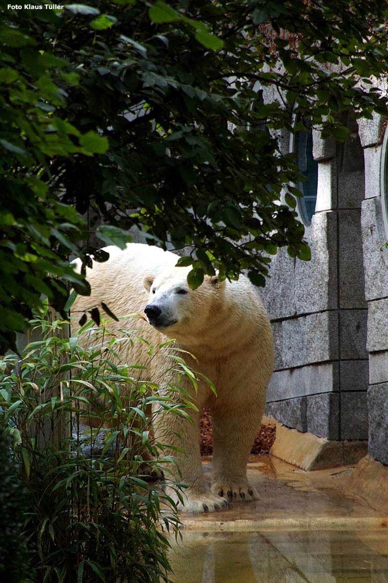 Eisbär LUKA im September 2018 im Grünen Zoo Wuppertal (Foto Klaus Tüller)