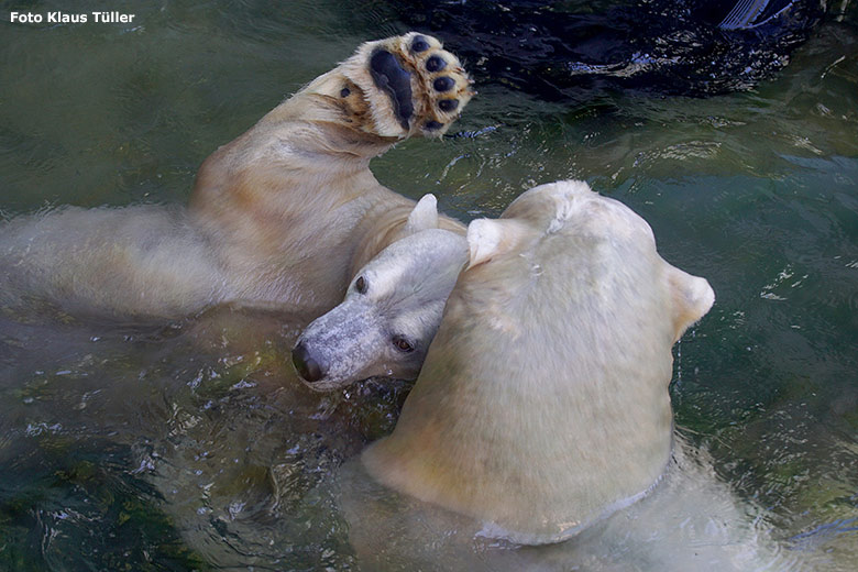 Eisbärin ANORI und Eisbär LUKA im September 2018 auf der Außenanlage im Zoologischen Garten Wuppertal (Foto Klaus Tüller)