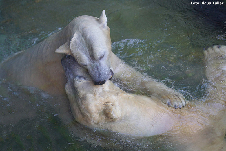 Eisbärin ANORI und Eisbär LUKA im September 2018 auf der Außenanlage im Zoo Wuppertal (Foto Klaus Tüller)