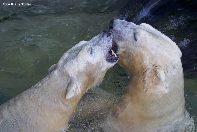 Eisbärin ANORI und Eisbär LUKA im September 2018 auf der Außenanlage im Grünen Zoo Wuppertal (Foto Klaus Tüller)