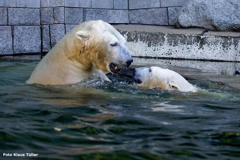 Eisbär LUKA und Eisbärin ANORI im September 2018 auf der Außenanlage im Zoologischen Garten der Stadt Wuppertal (Foto Klaus Tüller)