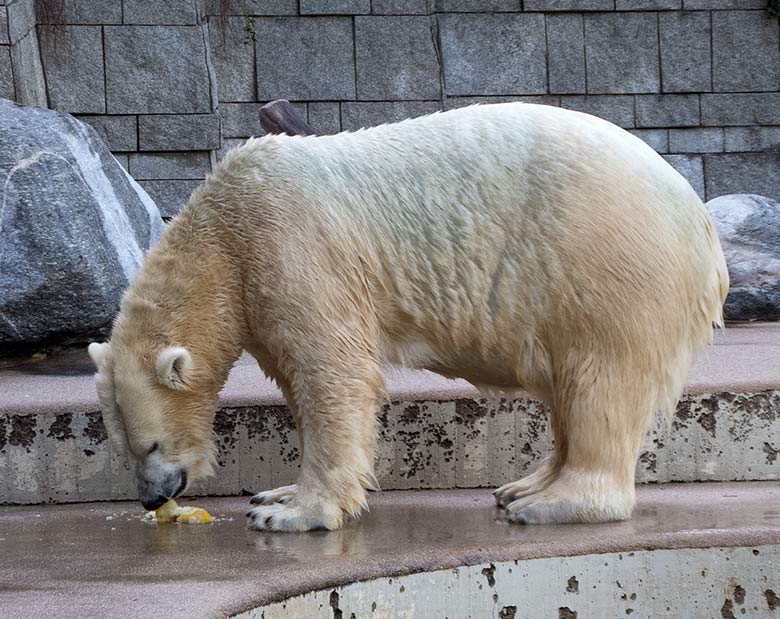 Eisbärin ANORI am 29. September 2018 auf der Außenanlage im Grünen Zoo Wuppertal
