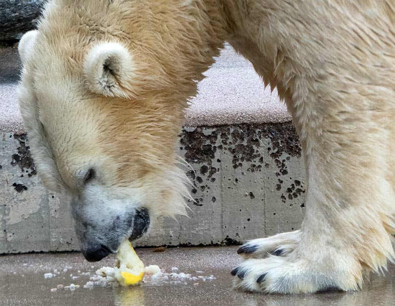 Eisbärin ANORI am 29. September 2018 auf der Außenanlage im Zoologischen Garten der Stadt Wuppertal