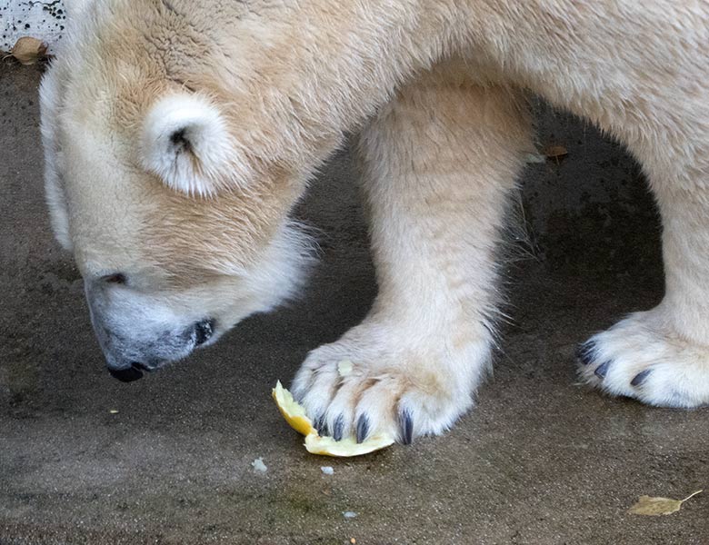 Eisbärin ANORI am 29. September 2018 auf der Außenanlage im Wuppertaler Zoo