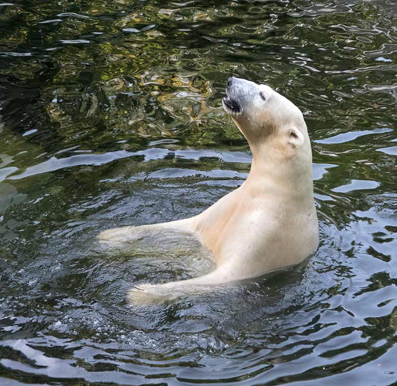 Eisbär LUKA am 29. September 2018 auf der Außenanlage im Zoologischen Garten Wuppertal