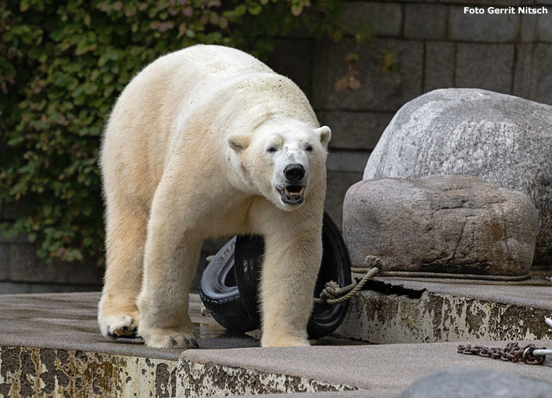 Eisbär LUKA am 2. November 2018 auf der großen Außenanlage im Grünen Zoo Wuppertal (Foto Gerrit Nitsch)