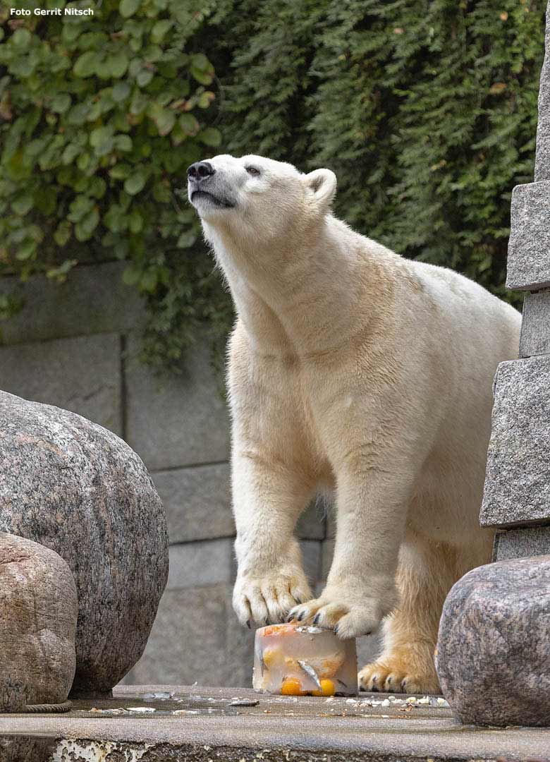 Eisbärin ANORI am 2. November 2018 mit Eistorte auf der großen Außenanlage im Zoo Wuppertal (Foto Gerrit Nitsch)