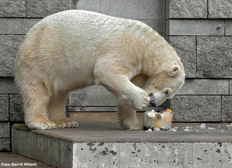 Eisbärin ANORI am 2. November 2018 mit Eistorte auf der großen Außenanlage im Zoologischen Garten Wuppertal (Foto Gerrit Nitsch)