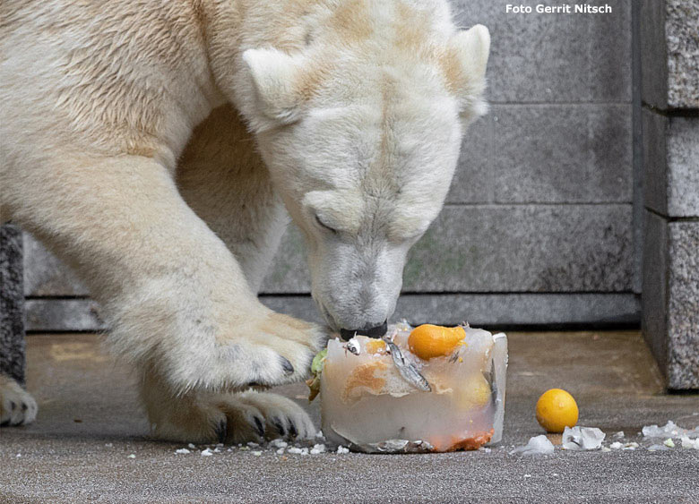 Eisbärin ANORI am 2. November 2018 mit Eistorte auf der großen Außenanlage im Wuppertaler Zoo (Foto Gerrit Nitsch)