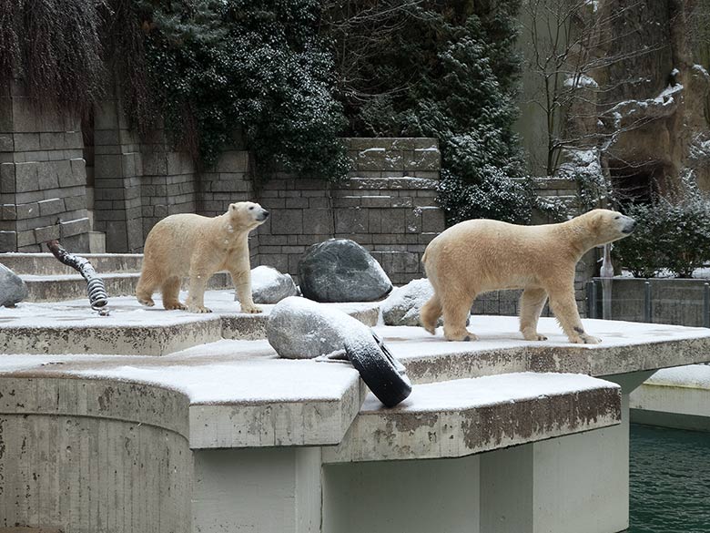 Eisbärin ANORI und Eisbär LUKA am 16. Dezember 2018 auf der Plattform der großen Außenanlage im Grünen Zoo Wuppertal