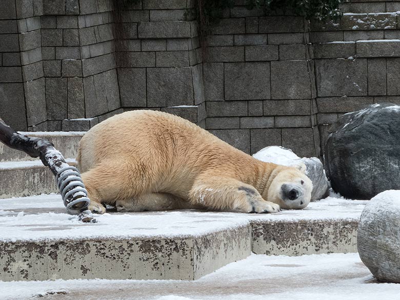 Eisbär LUKA am 16. Dezember 2018 auf der Plattform der großen Außenanlage im Wuppertaler Zoo